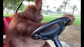 Cover art for life could be dream