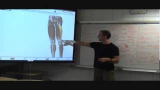 Download Lagu Intro to the IT band anatomy for Yoga Asana with Adam Ballenger Thumbnail