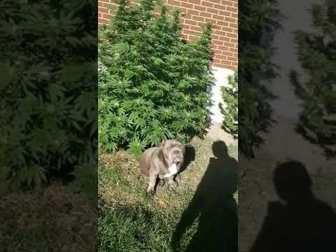 Black gold,White opium,Fruity pebbels OG out side  @Québeccannabisseeds.com