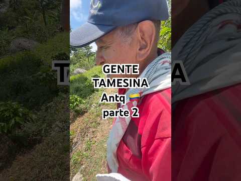 GENTE TAMESINA (parte 2) Antioquia 🇨🇴 Colombia