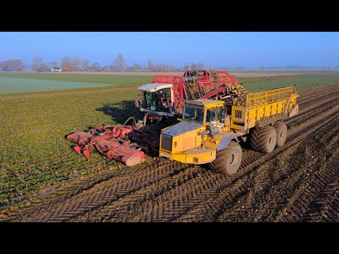 XXL Frozen sugarbeet harvest | Volo BM A30 dump truck | 12 row harvesting w/ Agrifac Hexa 12 l 2023