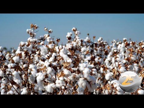Algodão perde mais de 4% somente nesta 2ª feira em Chicago com pressão do... - Notícias Agrícolas