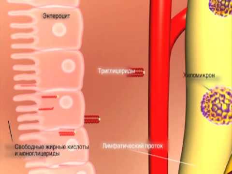 Slim.ru - Ксеникал