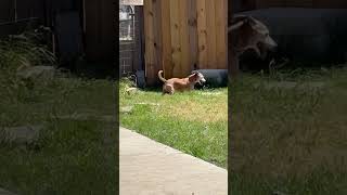 Video preview image #1 Chiweenie Puppy For Sale in San Antonio, TX, USA