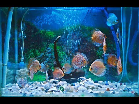 My Discus Tank | 17 Discus Fish | New Decoration.