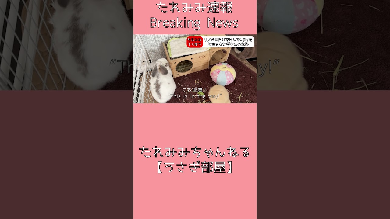 うさぎさんがお部屋のリノベにチャレンジ中　#うさぎ #rabbit