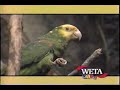 WETA Kids ID Parrot