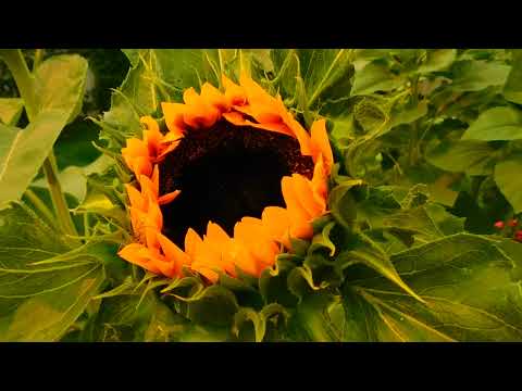 🌻 Nature's Awakening: Sunflower Begins to Bloom | The Unfolding Beauty 🌼🍃