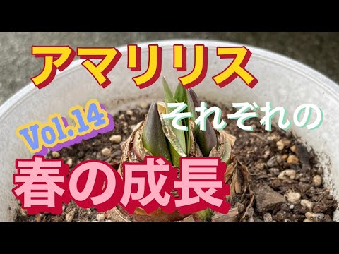アマリリスは葉しか成長しません。この見事な植物を再び咲かせるにはどうすればよいでしょうか?  庭園
