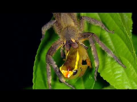 This Wandering Spider Eats a Tree Frog