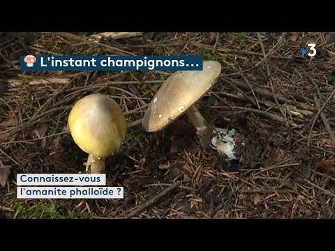 L'instant champignons : l'amanite phalloïde