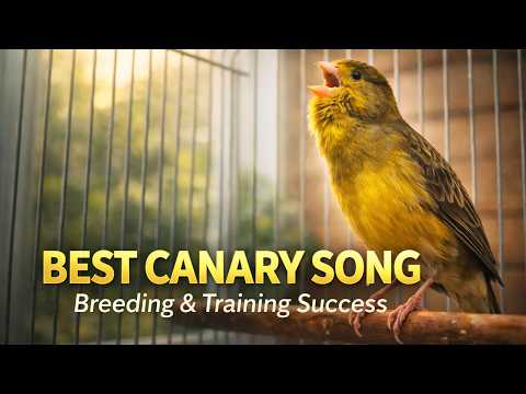 Champion Timbrado Canary Singing – Train Yours to Perfection