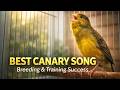 Champion Timbrado Canary Singing Train Yours To Perfection
