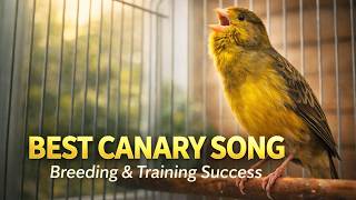 Download lagu Champion Timbrado Canary Singing – Train Yours to Perfection mp3