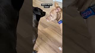Video preview image #1 Chihuahua-Unknown Mix Puppy For Sale in San Jose, CA, USA