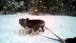 Casey and Jasmine. Cabin fever.