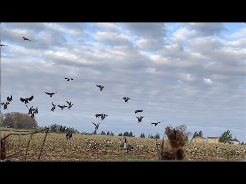 download lagu mp3 mp4 Canada Goose Thanksgiving, download lagu Canada Goose Thanksgiving gratis, unduh video klip Canada Goose Thanksgiving