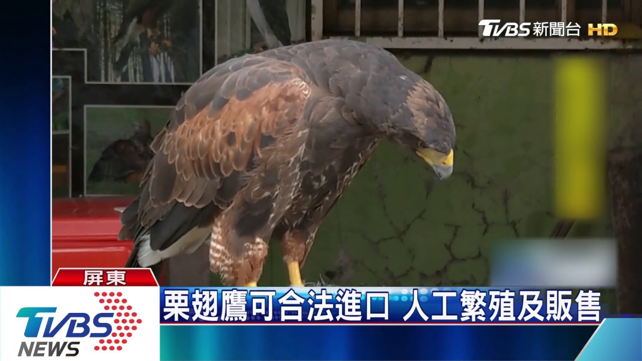 販售老鷹頻遭踢館　業者掛牌「歡迎檢舉」