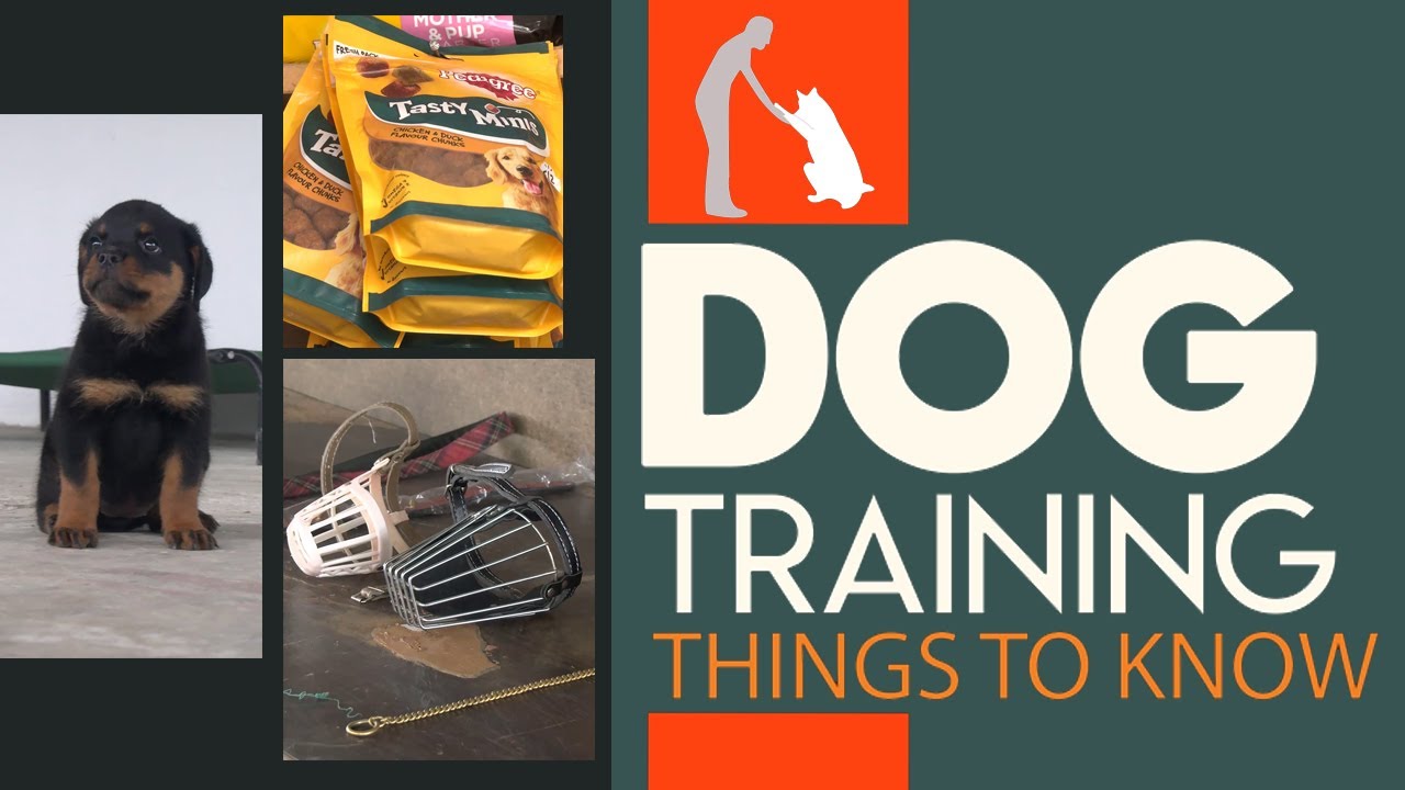 Dog Training Session