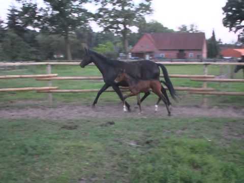 SEZUANITO v Sezuan (HLP-Champion) - HF Rappe Black Colt - For Sale