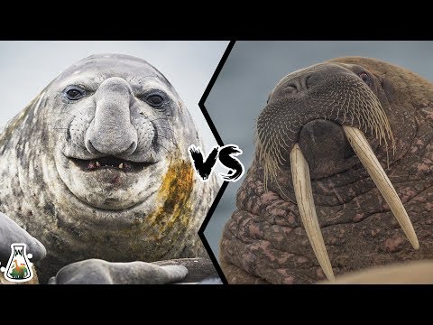 ELEPHANT SEAL VS WALRUS - Who would win this deadly struggle?