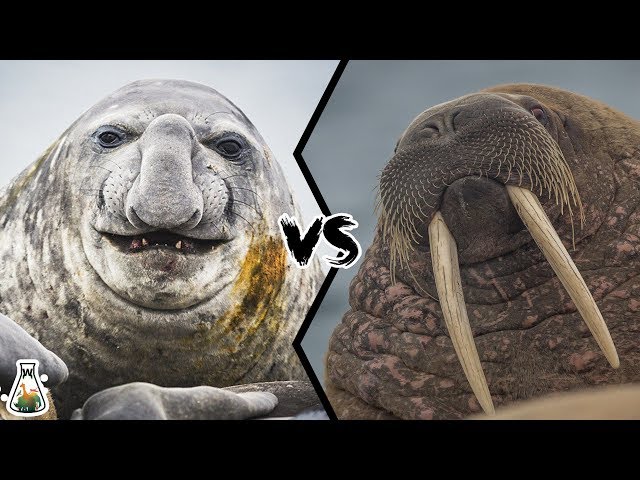 Wymowa wideo od pinnipeds na Angielski