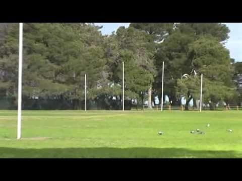 Where The Seagulls Nest