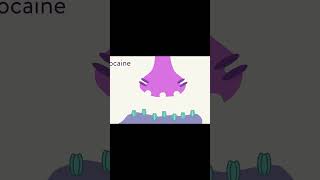 Why cocaine causes euphoria