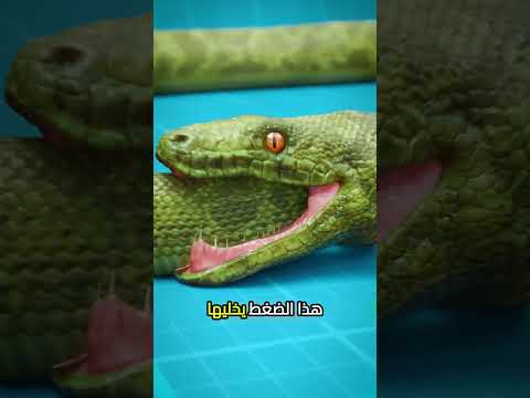 ليش الثعبان ياكل ذيله😨#اكسبلور #معلومات #معلومات_عامة #حقائق #موسوعة_غينيس