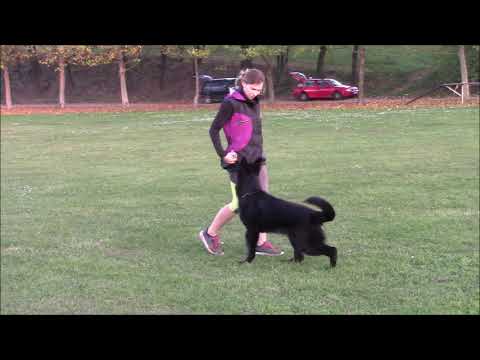 Ursa z Jukasu - obedience - 7 months