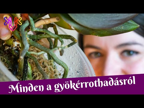 , title : 'Lepkeorchidea gyökérrothadás tudnivalók | Fő okok, jelek és kezelési lehetőségek'