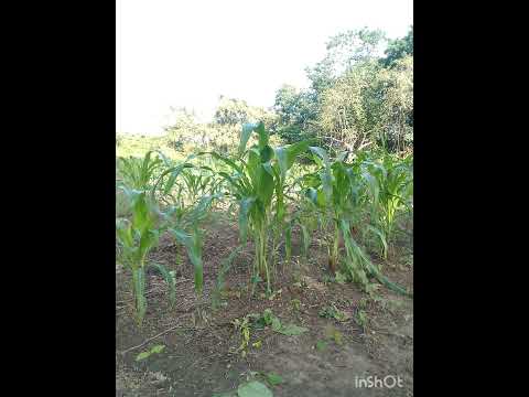 Proyecto socioproductivo de Maíz. Sector Reinoso II MUNICIPIO GIRARDOT ESTADO COJEDES.