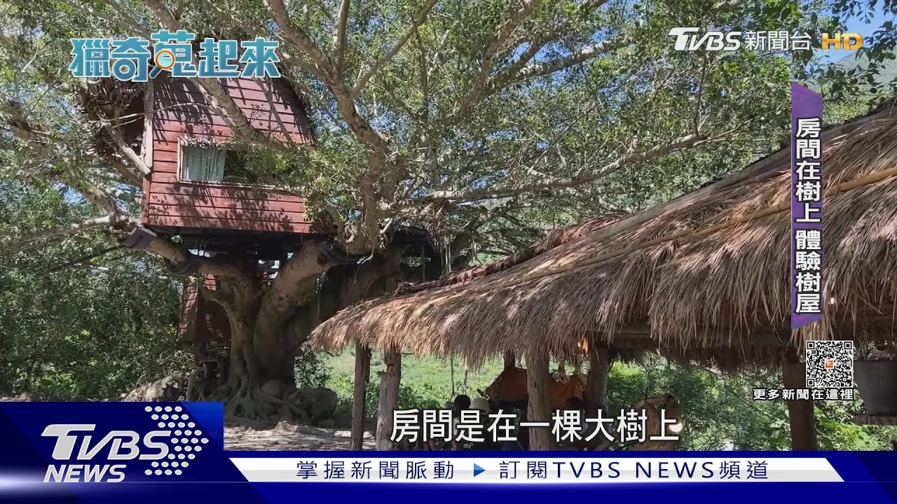 想體驗當泰山?睡在樹上 樹屋探險之旅