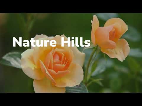 Knock Out® Roses For Sale