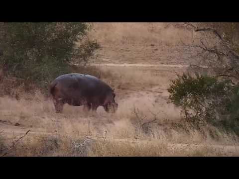 Djuma: Hippo leaving dam to graze - 17:31 - 07/08/20
