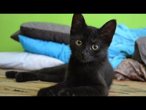 How to Identify Cats - Identifying Specific Breed Types