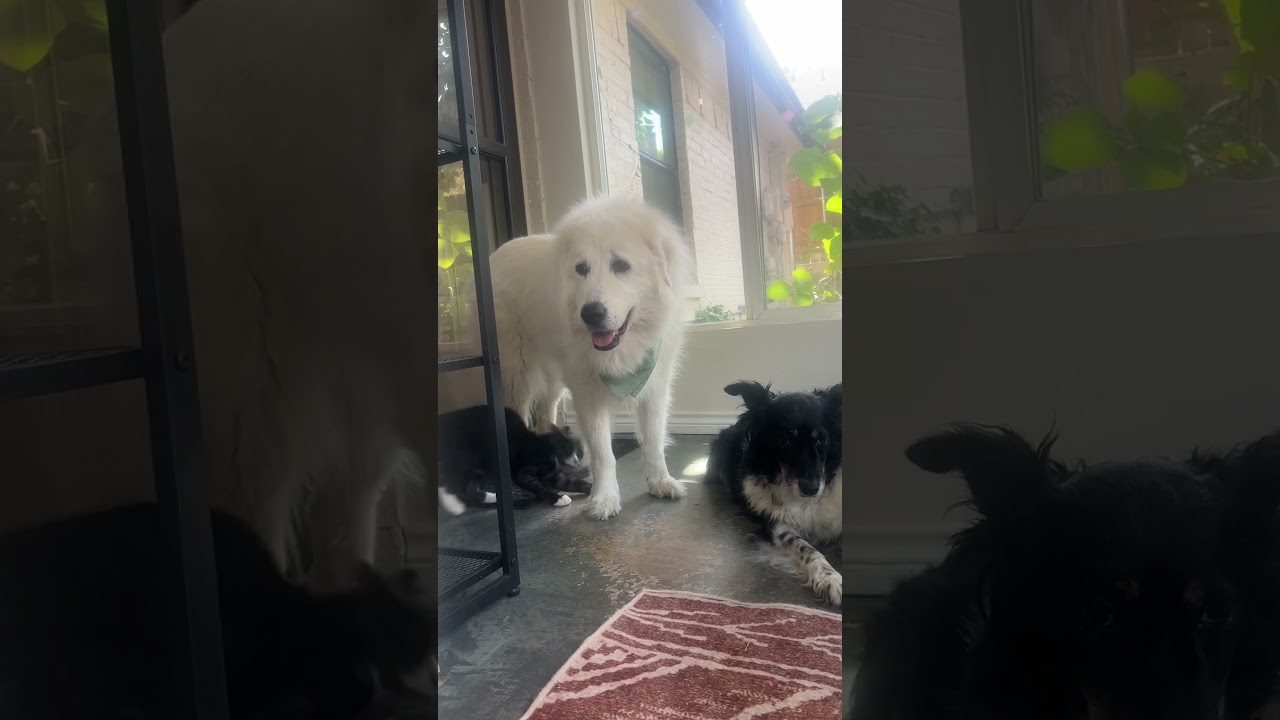 Zorro (Dog Friendly), a ADOPTABLE mixed breed in North Richland Hills, TX video 3/6