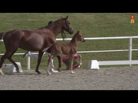 Fohlenmarkt Fronhofen - KN 22 Topas - Don Diamond