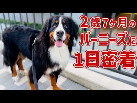 犬のアイコン