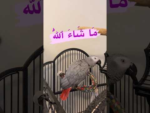 #mashallah #subhanallah #parrot #africangrey #talkingparrot #islam #allah #fyp #petlover #cute