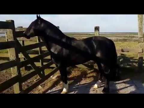 Lenhador 525 da Reconquista