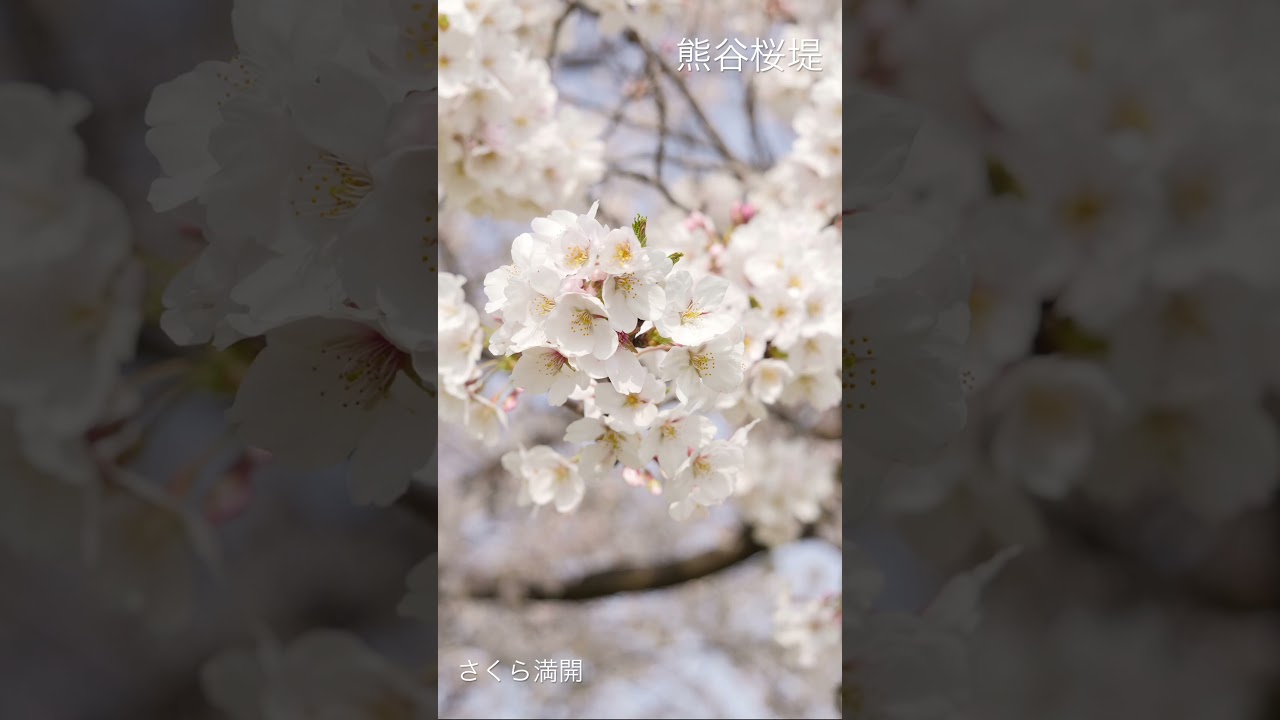 さくら満開！熊谷桜堤へ