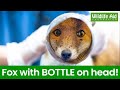 This fox got a BOTTLE stuck on her head!