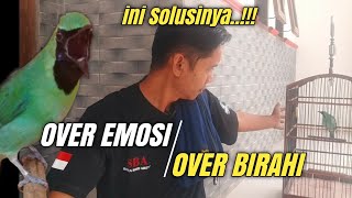 Download lagu CIRI-CIRI CUCAK HIJAU Over EMOSI & Over BIRAHI || Banyak yang belum tau‼️ mp3