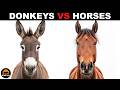 What Is The Difference Between Donkeys And Horses