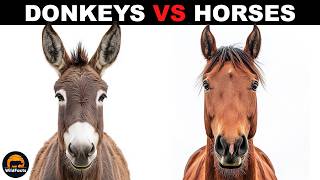 What Is The Difference Between Donkeys And Horses