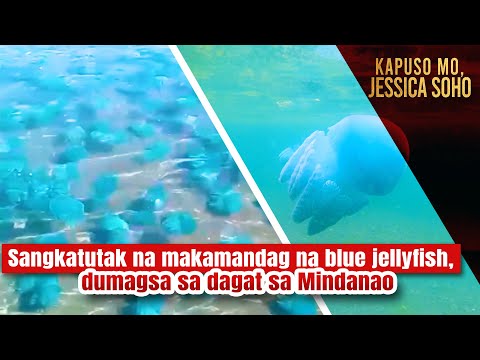 Sangkatutak na makamandag na blue jellyfish, dumagsa sa dagat sa Mindanao Kapuso Mo, Jessica Soho