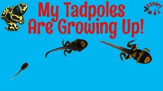 Dart frog Tadpole Development