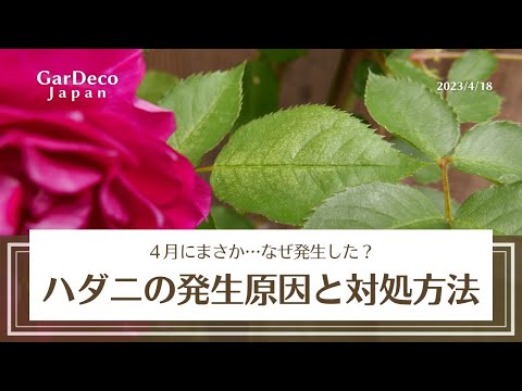  SOS: バラの茂みにアブラムシが侵入しました!ダニを取り除くための環境に優しい4つの家庭療法  庭園