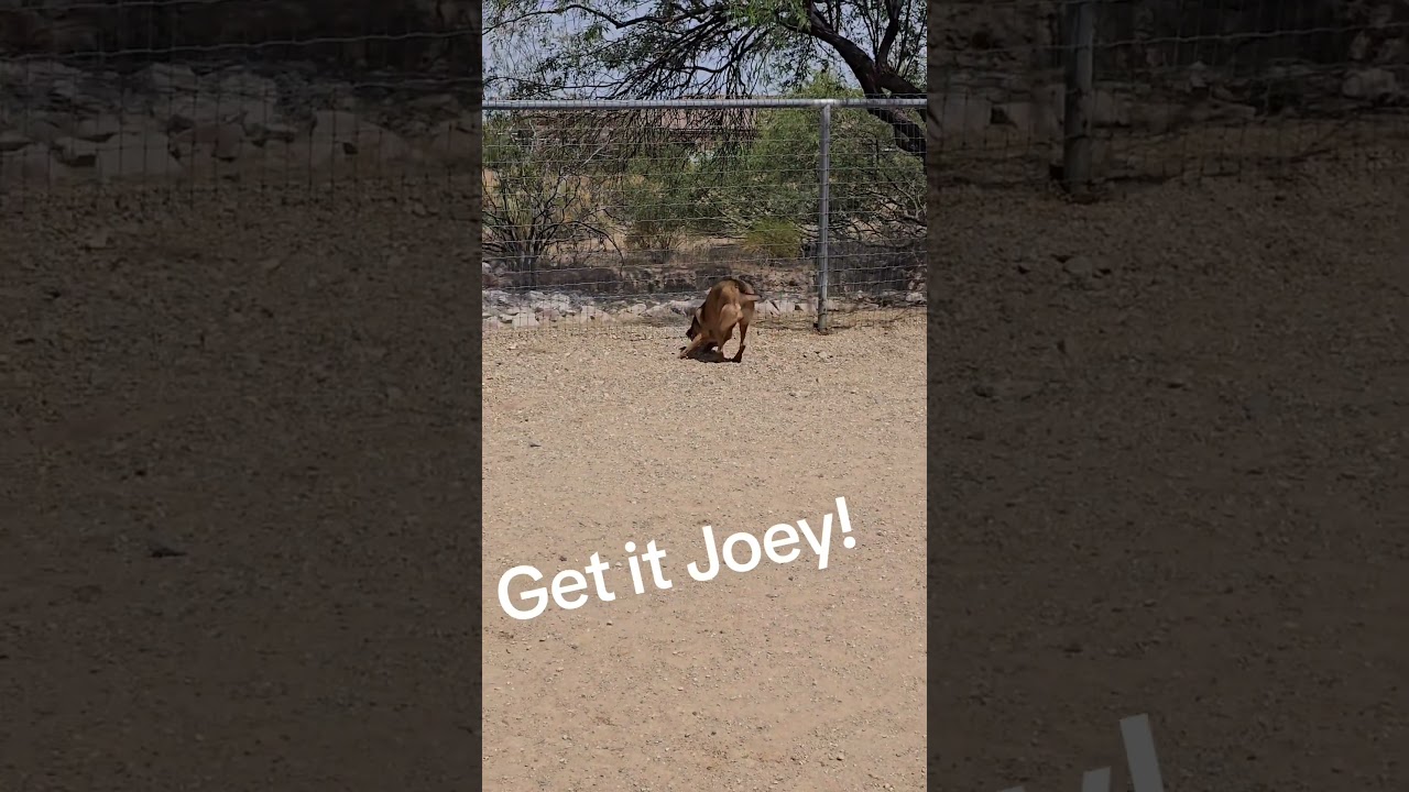Enlarge Joey, a Adoptable mixed breed in Wickenburg, AZ video 4/4